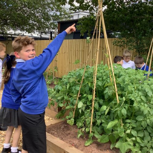 Sensory Garden – Vegetables are growing!
